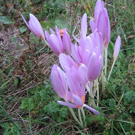 Hotel Club Visson 4*